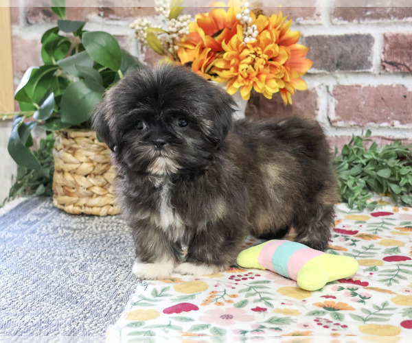 Medium Photo #4 Shih Tzu Puppy For Sale in SYRACUSE, IN, USA