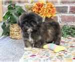 Harriet - Female Shih Tzu Puppy for Sale - Photo #4