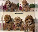 Small #7 Poodle (Miniature)