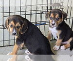 Small Beagle Mix