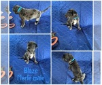 Puppy Blaze Cane Corso-Great Dane Mix