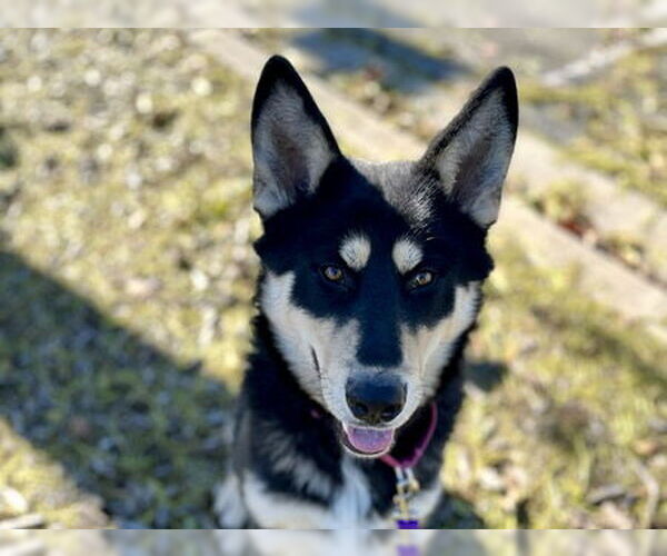 Medium Photo #1 German Shepherd Dog Puppy For Sale in Martinez, CA, USA