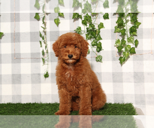 Poodle (Toy) Puppy for sale in MARIETTA, GA, USA