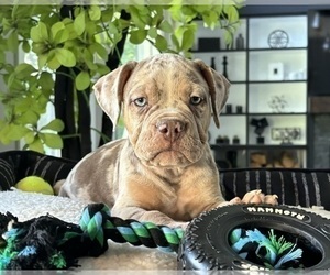 Olde English Bulldogge Puppy for sale in FRANKLIN, IN, USA