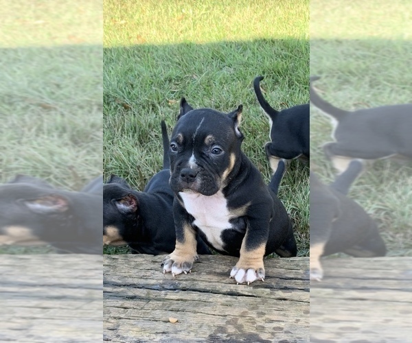 Medium Photo #1 American Bully Puppy For Sale in AKRON, OH, USA