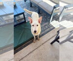 Small #4 Siberian Husky Mix