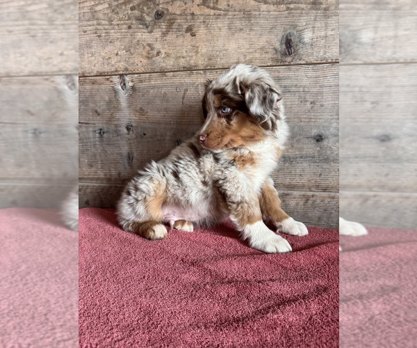 Medium Photo #14 Australian Shepherd Puppy For Sale in VERMONTVILLE, MI, USA