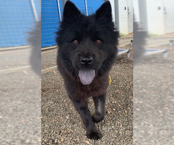 Medium Photo #4 Chow Chow Puppy For Sale in San Antonio, TX, USA