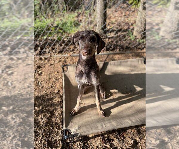 Medium Photo #2 Labrador Retriever-Unknown Mix Puppy For Sale in New York, NY, USA
