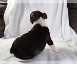 Small #2 Boston Terrier