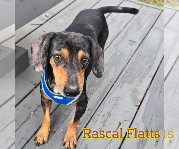 Medium Photo #6 Dachshund Puppy For Sale in San Antonio, TX, USA