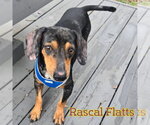 Small #5 Dachshund