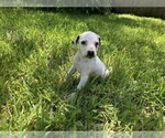 Small Photo #3 Dalmatian Puppy For Sale in MERRITT IS, FL, USA
