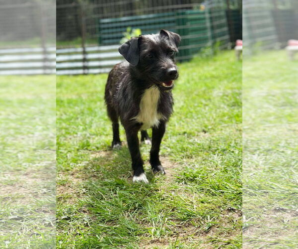 Medium Photo #4 Mutt Puppy For Sale in Arlington, WA, USA