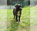 Small #3 Mutt