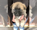 Small Photo #5 German Shepherd Dog-Siberian Husky Mix Puppy For Sale in COTTONTOWN, TN, USA