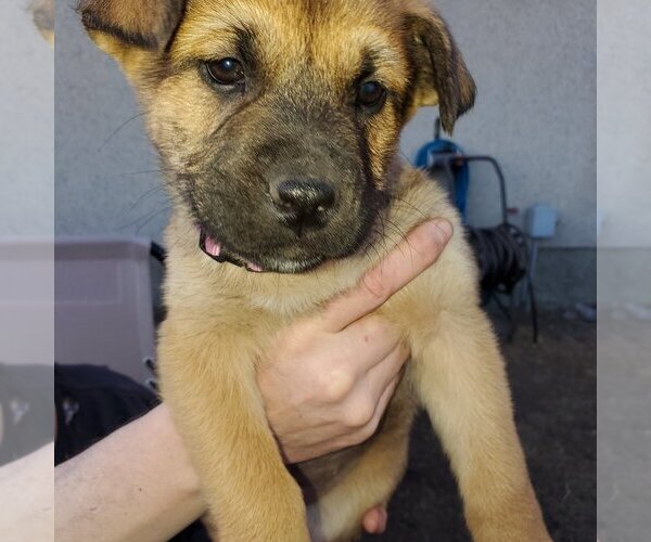 Medium Photo #1 Huskies -Unknown Mix Puppy For Sale in Calgary, Alberta, Canada