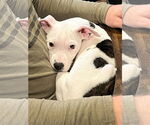 Small #1 American Pit Bull Terrier Mix