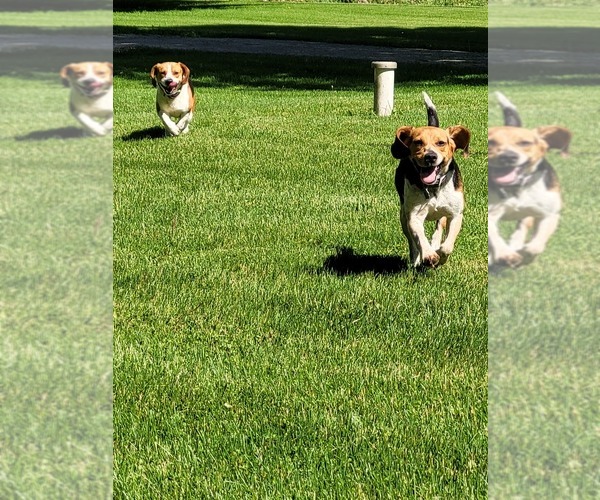 Medium Photo #1 Beagle Puppy For Sale in FENNIMORE, WI, USA