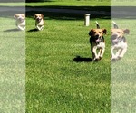Small Photo #1 Beagle Puppy For Sale in FENNIMORE, WI, USA