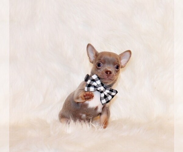 Medium Photo #48 Chihuahua Puppy For Sale in CHARLESTON, AR, USA
