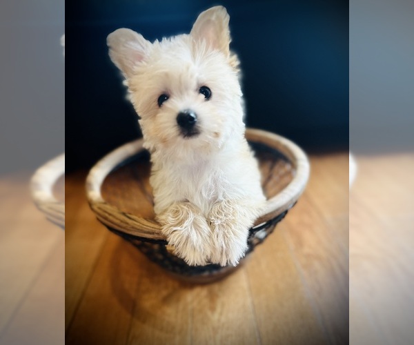 Medium Photo #1 Morkie Puppy For Sale in CROSSVILLE, TN, USA