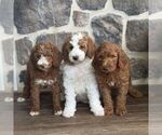 Small #1 Goldendoodle