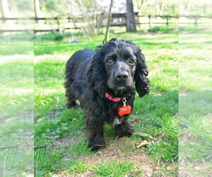 Cocker Spaniel-Unknown Mix Dogs for adoption in Arlington, VA, USA