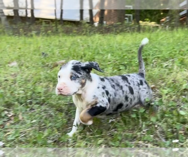 Medium Photo #2 Catahoula Leopard Dog Puppy For Sale in TRYON, NC, USA