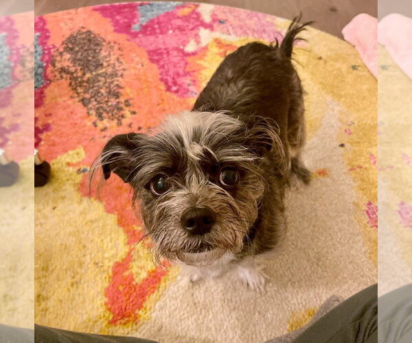 Medium Photo #4 Shih Tzu Puppy For Sale in Gilberts, IL, USA
