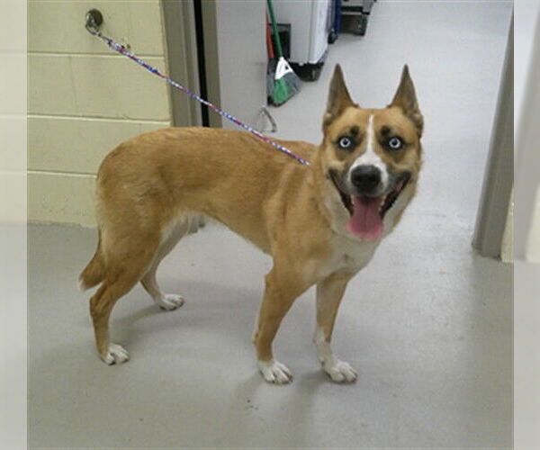 Medium Photo #1 Gerberian Shepsky Puppy For Sale in Sanford, FL, USA