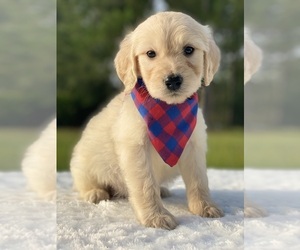 Goldendoodle Puppy for sale in FROSTPROOF, FL, USA