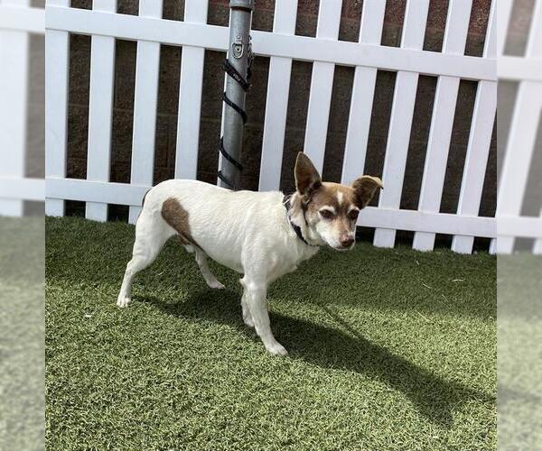 Medium Photo #1 Mutt Puppy For Sale in Modesto, CA, USA