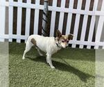 Small Mutt