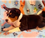 Small #3 Basenji