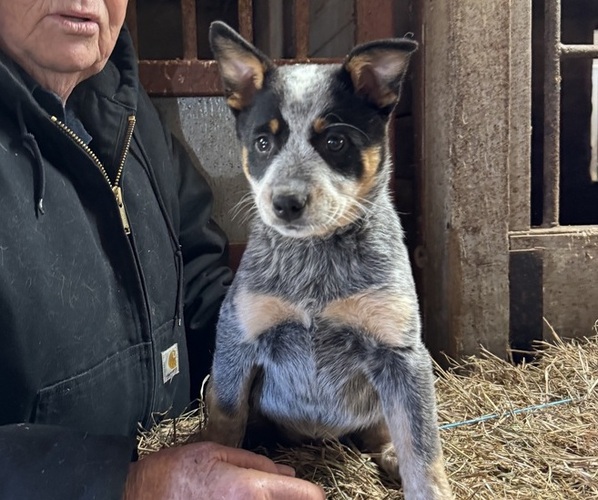 Medium Photo #1 Australian Cattle Dog Puppy For Sale in MIDDLEBORO, MA, USA