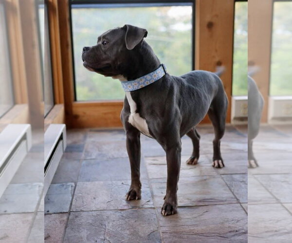 Medium Photo #2 American Pit Bull Terrier-Unknown Mix Puppy For Sale in Duluth, MN, USA