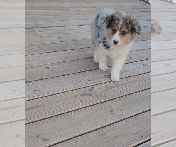 Medium Photo #1 Australian Shepherd Puppy For Sale in INDIANAPOLIS, IN, USA