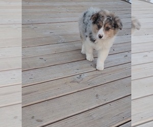 Australian Shepherd Puppy for sale in INDIANAPOLIS, IN, USA