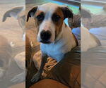 Small #2 Labrador Retriever Mix