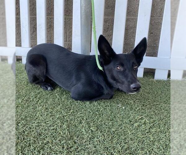 Medium Photo #1 German Shepherd Dog-Unknown Mix Puppy For Sale in Modesto, CA, USA