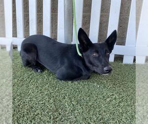 German Shepherd Dog-Unknown Mix Dogs for adoption in Modesto, CA, USA