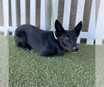 *CHER - Female German Shepherd Dog-Unknown Mix Dog for Adoption - Small photo