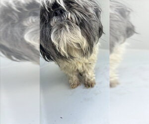 Shih Tzu Dogs for adoption in Houston, TX, USA