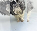 Small Shih Tzu