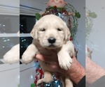 Small Photo #1 Golden Retriever Puppy For Sale in BRYANT, AL, USA