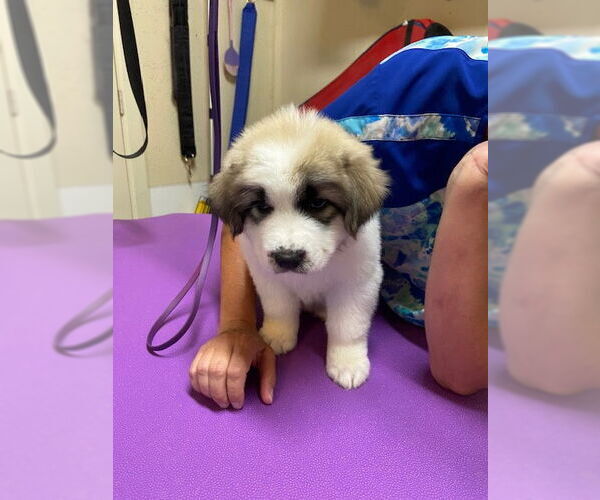 Medium Photo #2 Great Pyrenees-Unknown Mix Puppy For Sale in Pueblo West, CO, USA