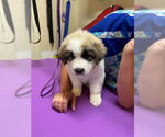 Small #1 Great Pyrenees Mix