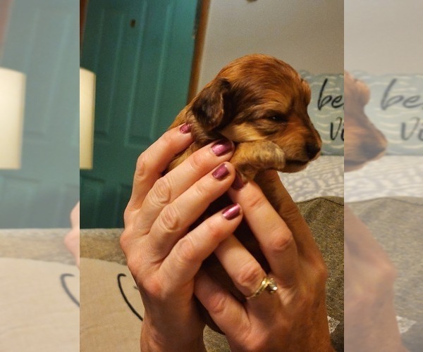 Medium Photo #4 YorkiePoo Puppy For Sale in ALGER, OH, USA