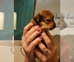 Small Photo #4 YorkiePoo Puppy For Sale in ALGER, OH, USA